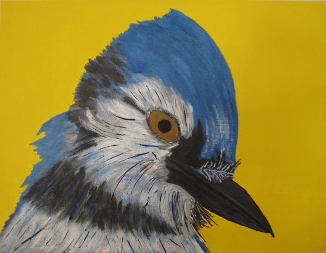 Portrait of a Blue Jay